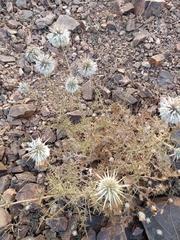 Echinops echinatus