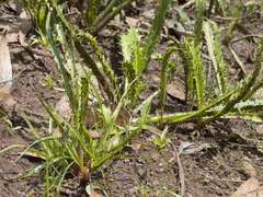 Eryngium vesiculosum