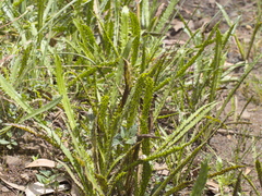 Eryngium vesiculosum