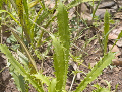 Eryngium vesiculosum