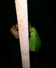 Cystosoma saundersii