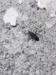Boisea trivittata