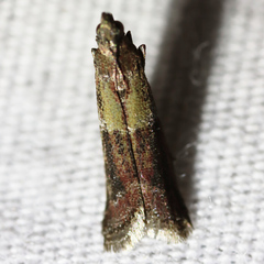 Ephestiodes