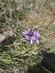 Thereianthus spicatus