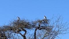 Melierax poliopterus