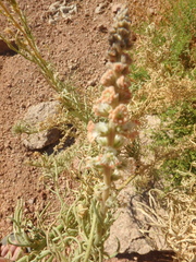 Reseda stenostachya