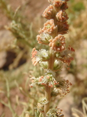 Reseda stenostachya