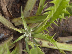 Eryngium vesiculosum