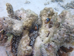 Amphiprion akindynos