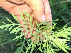 Ambrosia tenuifolia