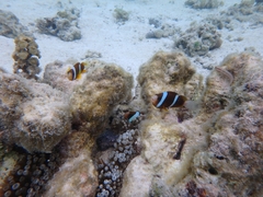 Amphiprion akindynos