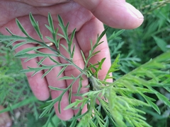 Ambrosia tenuifolia