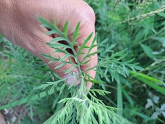 Ambrosia tenuifolia
