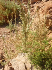Reseda stenostachya