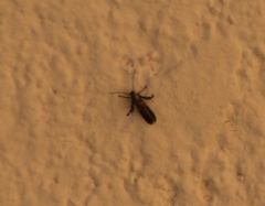 Aetole unipunctella