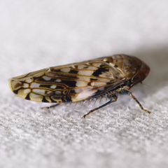 Menosoma cinctum
