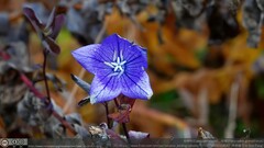 Platycodon grandiflorus