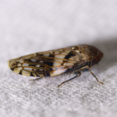 Menosoma cinctum