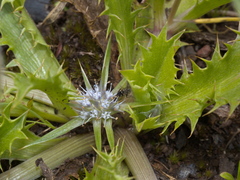 Eryngium vesiculosum
