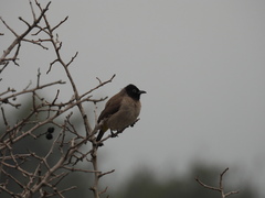 Pycnonotus xanthopygos