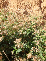 Trichodesma africanum