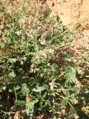 Trichodesma africanum