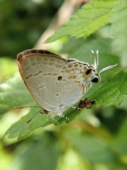 Hypolycaena sipylus