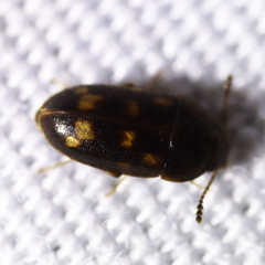 Litargus