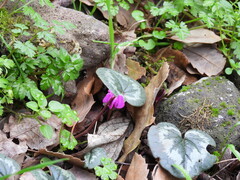 Cyclamen coum