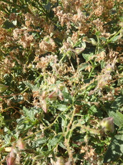 Trichodesma africanum