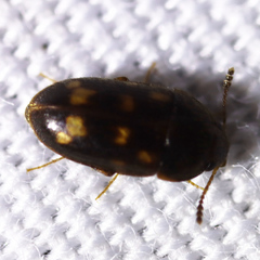 Litargus
