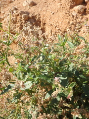 Trichodesma africanum