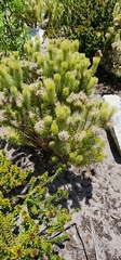 Phylica pubescens