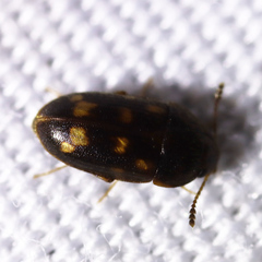 Litargus