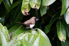 Lonchura leucogastroides