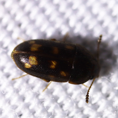 Litargus