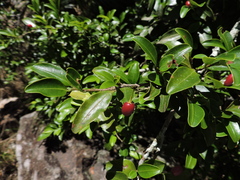 Erythroxylum