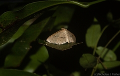 Addaea subtessellata