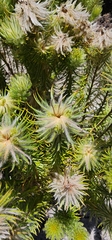 Phylica pubescens
