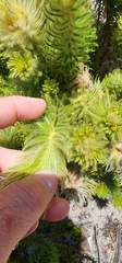 Phylica pubescens