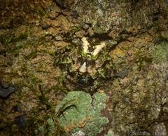 Stephanopis carcinoides