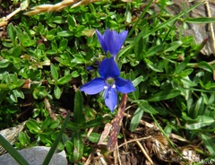 Veronica fruticans