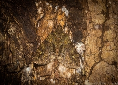 Polyclysta hypogrammata