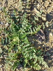 Erodium cicutarium