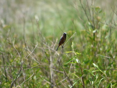 Sporophila ruficollis