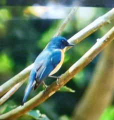 Cyornis tickelliae