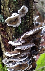 Bjerkandera adusta