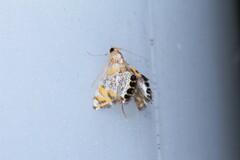 Nymphicula