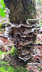 Bjerkandera adusta