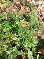 Galium aparine